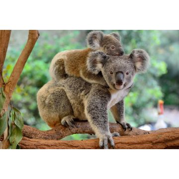 Lais Puzzle - Koala mit Baby auf dem Rücken - 2.000 Teile