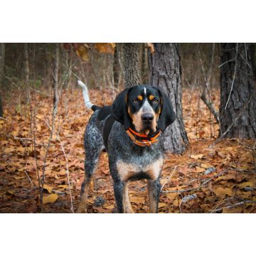 Lais Puzzle - Bluetick Coonhound - 2.000 Teile
