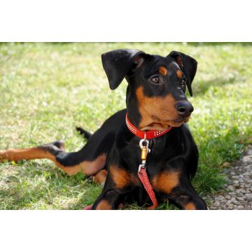 Lais Puzzle - Deutscher Pinscher - 2.000 Teile