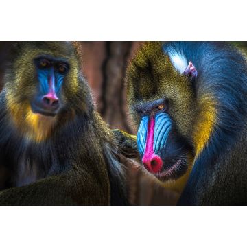 Lais Puzzle - Mandrill Affe - 2.000 Teile