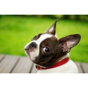 Lais Puzzle - Boston Terrier - 2.000 Teile