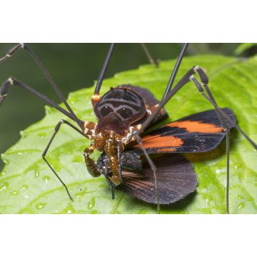 Lais Puzzle - Großer Harvesman oder Phalangid beim Fressen eines Schmetterlings im montanen Regenwald bei Nacht in der Cordillera del Condor, Ecuador - 2.000 Teile