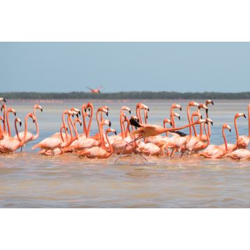 Lais Puzzle - Flamingos, Vögel, Celestun, Wasser, Yucatan, Mexiko - 2.000 Teile