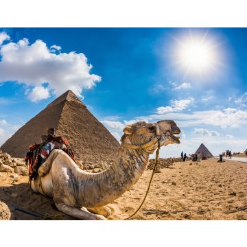 Lais Puzzle - Kamel in der ägyptischen Wüste mit den Pyramiden von Gizeh im Hintergrund - 40, 100, 200, 500, 1.000 & 2.000 Teile