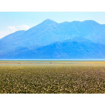 Lais Puzzle - Blick auf den Skadar-See in Albanien und das Balkangebirge . Sumpfvegetation Oberfläche . Skadar See Nationalpark in Albanien und Montenegro - 40, 100, 200, 500, 1.000 & 2.000 Teile
