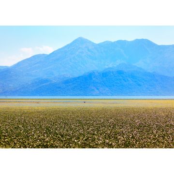 Lais Puzzle - Blick auf den Skadar-See in Albanien und das Balkangebirge . Sumpfvegetation Oberfläche . Skadar See Nationalpark in Albanien und Montenegro - 1.000 Teile