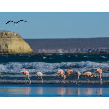 Lais Puzzle - Flamingos in Meereslandschaft, Patagonien, Argentinien - 40, 100, 200, 500, 1.000 & 2.000 Teile