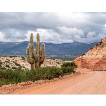 Lais Puzzle - Nordargentinien, Cardon, ein typischer Kaktus, der in großer Höhe in der Region Humahuaca wächst - 40, 100, 200, 500, 1.000 & 2.000 Teile