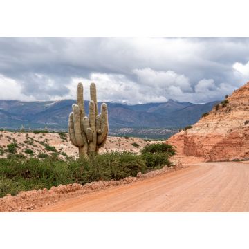 Lais Puzzle - Nordargentinien, Cardon, ein typischer Kaktus, der in großer Höhe in der Region Humahuaca wächst - 1.000 Teile