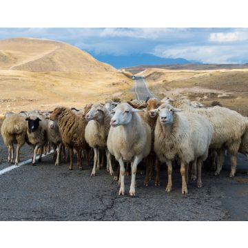 Lais Puzzle - Hirte, der eine Gruppe von Schafen über eine Straße führt, Provinz Tavush, Armenien - 40, 100, 200, 500, 1.000 & 2.000 Teile
