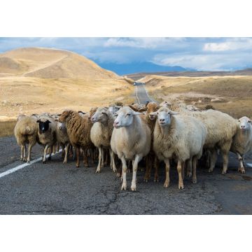 Lais Puzzle - Hirte, der eine Gruppe von Schafen über eine Straße führt, Provinz Tavush, Armenien - 1.000 Teile