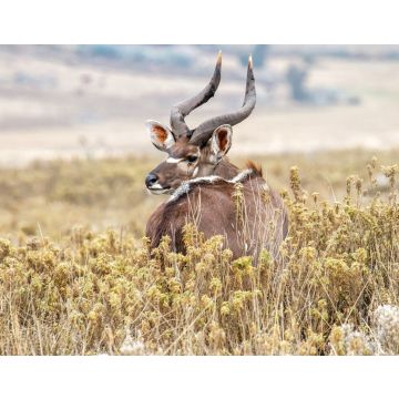 Lais Puzzle - Dominanter männlicher Mountain Nyala im Bale Mountains National Park in Äthiopien - 40, 100, 200, 500, 1.000 & 2.000 Teile