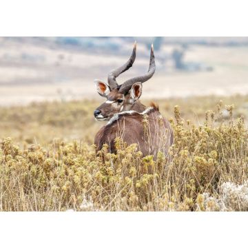 Lais Puzzle - Dominanter männlicher Mountain Nyala im Bale Mountains National Park in Äthiopien - 1.000 Teile