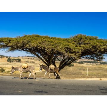 Lais Puzzle - Großer Baum an der Straße von Gondar zu den Simien-Bergen, Äthiopien, Afrika - 40, 100, 200, 500, 1.000 & 2.000 Teile
