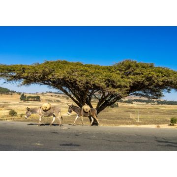Lais Puzzle - Großer Baum an der Straße von Gondar zu den Simien-Bergen, Äthiopien, Afrika - 1.000 Teile