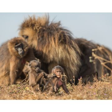 Lais Puzzle - Gelada-Pavian - Theropithecus gelada, schöner Erdprimat aus den Simien-Bergen, Äthiopien - 40, 100, 200, 500, 1.000 & 2.000 Teile