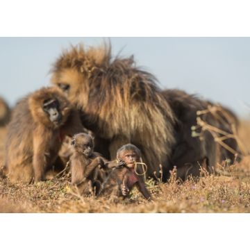 Lais Puzzle - Gelada-Pavian - Theropithecus gelada, schöner Erdprimat aus den Simien-Bergen, Äthiopien - 1.000 Teile