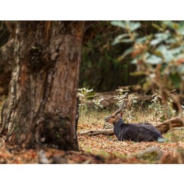 Lais Puzzle - Meneliks Buschbock - Tragelaphus scriptus meneliki, schöne, scheue Antilope, endemisch in den äthiopischen Bergen, Bale-Gebirge, Äthiopien - 40, 100, 200, 500, 1.000 & 2.000 Teile