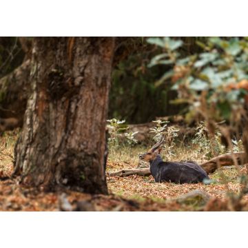 Lais Puzzle - Meneliks Buschbock - Tragelaphus scriptus meneliki, schöne, scheue Antilope, endemisch in den äthiopischen Bergen, Bale-Gebirge, Äthiopien - 1.000 Teile