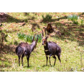 Lais Puzzle - Kämpfende zwei männliche Menelik-Buschböcke, Bale-Gebirge, Äthiopien - 1.000 Teile