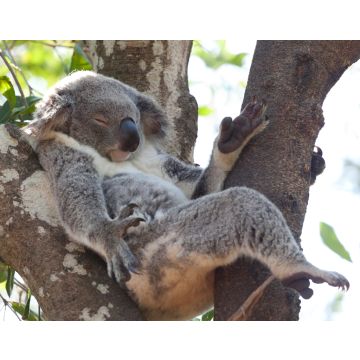 Lais Puzzle - Koala entspannt in einem Baum, Australien - 40, 100, 200, 500, 1.000 & 2.000 Teile