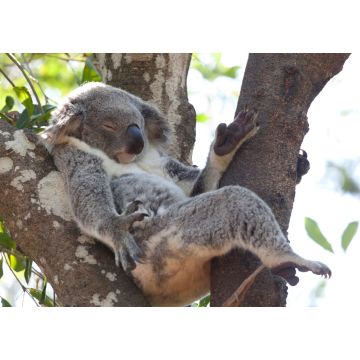 Lais Puzzle - Koala entspannt in einem Baum, Australien - 1.000 Teile