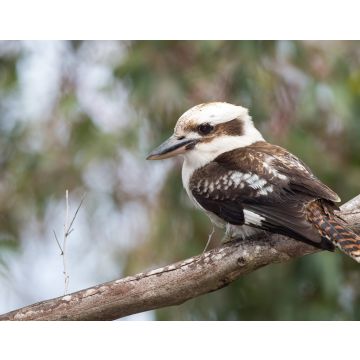 Lais Puzzle - Kookaburra Australien lachender Vogel Porträt - 40, 100, 200, 500, 1.000 & 2.000 Teile