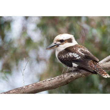 Lais Puzzle - Kookaburra Australien lachender Vogel Porträt - 1.000 Teile