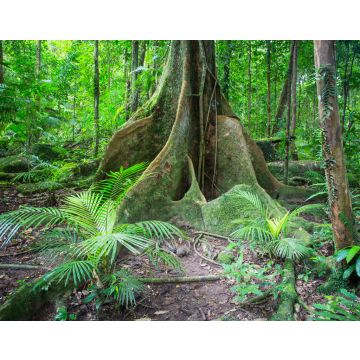 Lais Puzzle - Blick auf die Mossman-Schlucht - 40, 100, 200, 500, 1.000 & 2.000 Teile