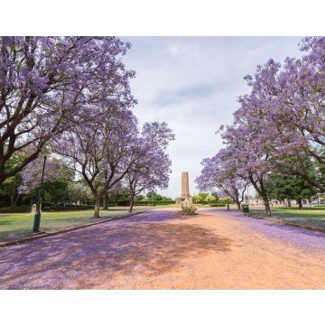 Lais Puzzle - Jacaranda über einer Landstraße im Victoria Park, Dubbo, NSW, Australien - 40, 100, 200, 500, 1.000 & 2.000 Teile