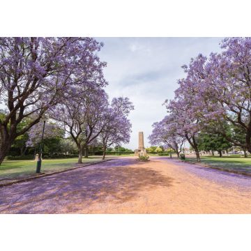 Lais Puzzle - Jacaranda über einer Landstraße im Victoria Park, Dubbo, NSW, Australien - 1.000 Teile