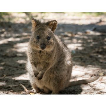 Lais Puzzle - Quokka, Setonix brachyurus, aufgenommen auf Rottnest Island, Westaustralien - 40, 100, 200, 500, 1.000 & 2.000 Teile