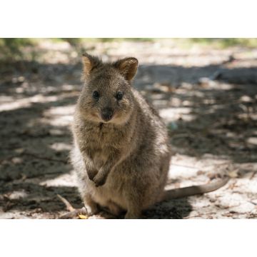 Lais Puzzle - Quokka, Setonix brachyurus, aufgenommen auf Rottnest Island, Westaustralien - 1.000 Teile