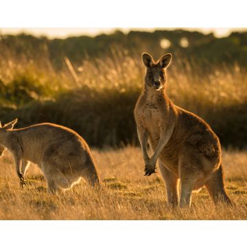 Lais Puzzle - Känguru im offenen Feld während eines goldenen Sonnenuntergangs - 40, 100, 200, 500, 1.000 & 2.000 Teile