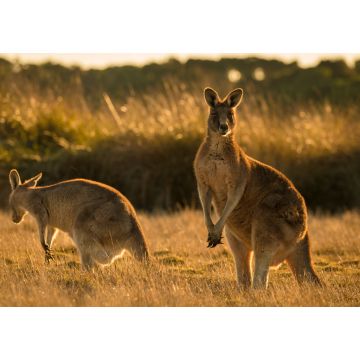Lais Puzzle - Känguru im offenen Feld während eines goldenen Sonnenuntergangs - 1.000 Teile