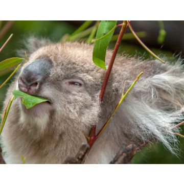 Lais Puzzle - Koala beim Fressen eines Eukalyptusblattes - 40, 100, 200, 500, 1.000 & 2.000 Teile