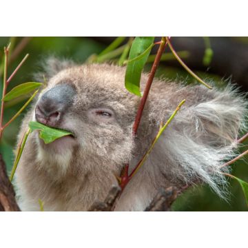 Lais Puzzle - Koala beim Fressen eines Eukalyptusblattes - 1.000 Teile