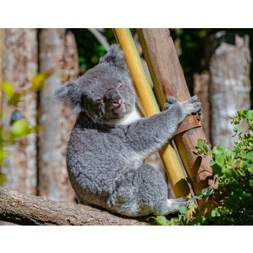 Lais Puzzle - Koala, Phascolarctos cinereus, niedliches Tier, das auf einen Baum klettert - 40, 100, 200, 500, 1.000 & 2.000 Teile