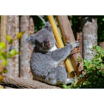 Lais Puzzle - Koala, Phascolarctos cinereus, niedliches Tier, das auf einen Baum klettert - 1.000 Teile