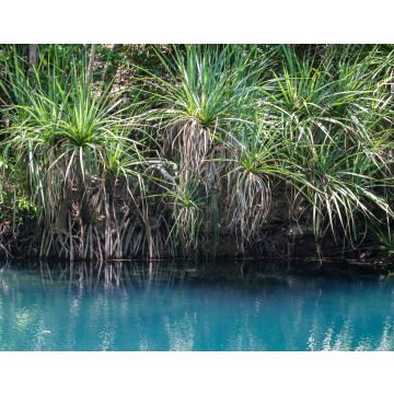 Lais Puzzle - Berry Springs, eine Süßwasserquelle im Northern Territory - 40, 100, 200, 500, 1.000 & 2.000 Teile