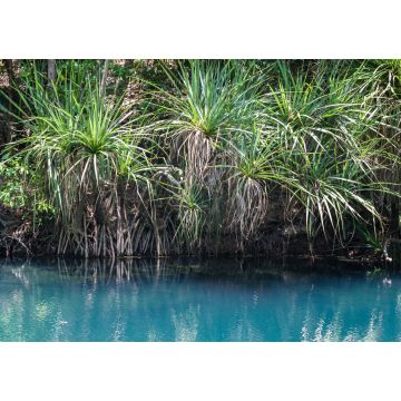 Lais Puzzle - Berry Springs, eine Süßwasserquelle im Northern Territory - 1.000 Teile