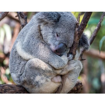 Lais Puzzle - Ein Koala schläft in einem Baum - 40, 100, 200, 500, 1.000 & 2.000 Teile