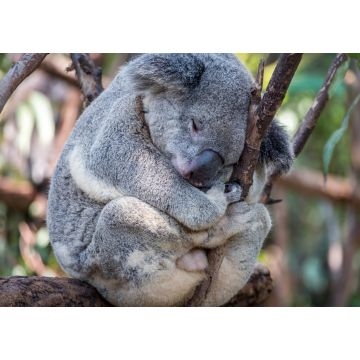 Lais Puzzle - Ein Koala schläft in einem Baum - 1.000 Teile