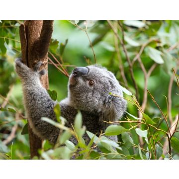 Lais Puzzle - Ein Koala in Australien - 40, 100, 200, 500, 1.000 & 2.000 Teile