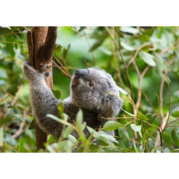 Lais Puzzle - Ein Koala in Australien - 1.000 Teile
