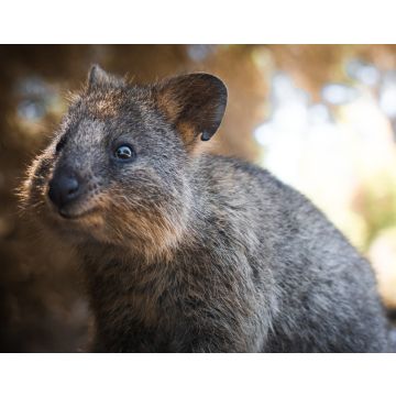 Lais Puzzle - Niedliches Quokka-Porträt auf Rottnest Island - 40, 100, 200, 500, 1.000 & 2.000 Teile
