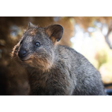 Lais Puzzle - Niedliches Quokka-Porträt auf Rottnest Island - 1.000 Teile
