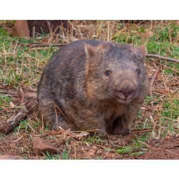 Lais Puzzle - Nacktnasenwombat im Trowunna-Schutzgebiet in Australien - 40, 100, 200, 500, 1.000 & 2.000 Teile