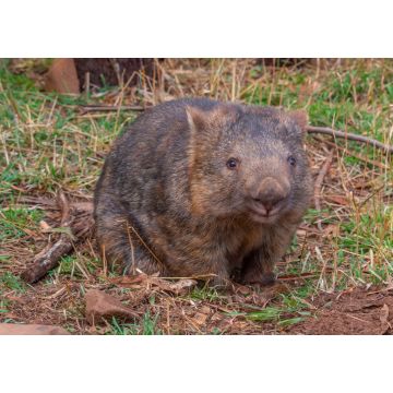 Lais Puzzle - Nacktnasenwombat im Trowunna-Schutzgebiet in Australien - 1.000 Teile
