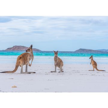 Lais Puzzle - Kängurus in der Lucky Bay in Australien - 100, 200, 500, 1.000 & 2.000 Teile